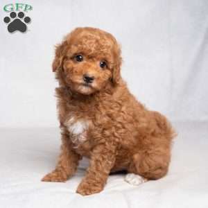 Gilbert, Cavapoo Puppy